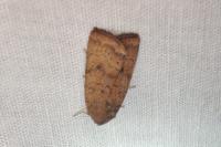 Noctua interjecta