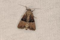 Mesoligia furuncula