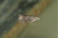 Grapholita