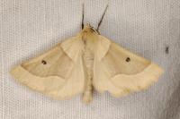 Crocallis elinguaria
