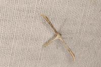 Emmelina monodactyla