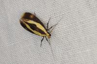Harpella forficella