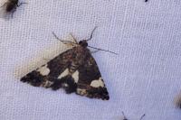 Tyta luctuosa