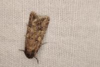 Spodoptera exigua