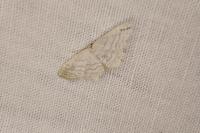 Idaea subsericeata