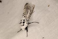 Zeuzera pyrina