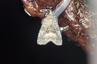 Deltote pygarga