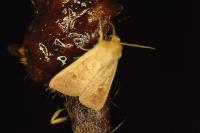 Mythimna ferrago