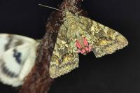 Catocala sponsa