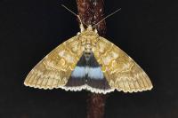 Catocala fraxini