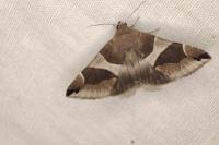 Dysgonia algira