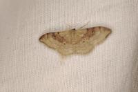 Idaea degeneraria