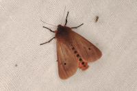 Phragmatobia fuliginosa