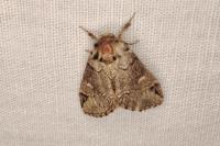 Drymonia obliterata
