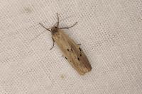 Pelosia muscerda