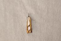 Catoptria pinella