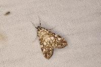 Elophila nymphaeata