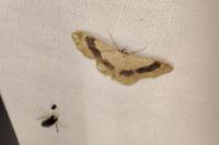 Idaea aversata