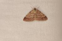 Scopula rubiginata