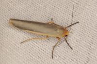 Manulea complana
