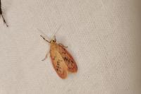 Miltochrista miniata