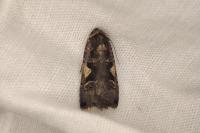 Xestia c-nigrum