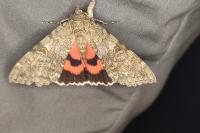 Catocala nupta