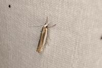 Crambus pascuella