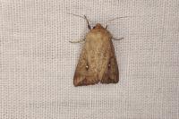 Mythimna albipuncta