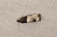 Notocelia roborana