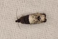 Notocelia roborana