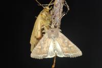 Lacanobia oleracea