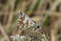 Pyrgus armoricanus