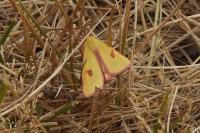 Diacrisia sannio