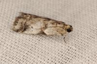 Acrobasis sp (glaucella/falouella)