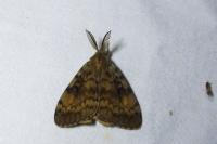 Lymantria dispar