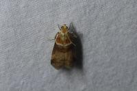 Acrobasis tumidana
