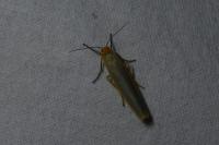 Manulea complana
