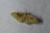 Idaea rubraria