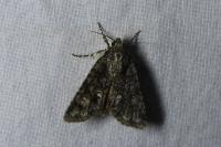 Acronicta rumicis