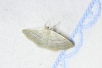Idaea subsericeata