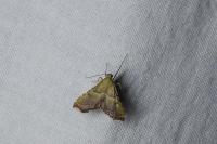 Endotricha flammealis