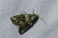 Cryphia algae