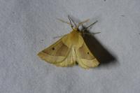 Crocallis elinguaria