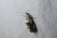 Acontia lucida
