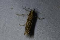 Ancylolomia tentaculella
