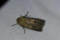 Agrotis exclamationis