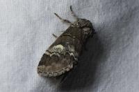 Drymonia querna