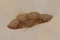 Idaea degeneraria