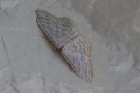 Idaea subsericeata